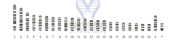 【腾博会官网基因检测】知道<font color='red'>Cd8</font>1的这些内容，是基因检测全面性一个准备