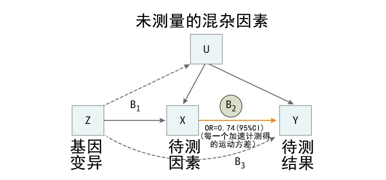 腾博会官网基因解码顺利获得孟德尔随机化法研究两个因素之间的关系及作用方向